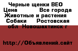 Черные щенки ВЕО › Цена ­ 5 000 - Все города Животные и растения » Собаки   . Ростовская обл.,Новошахтинск г.